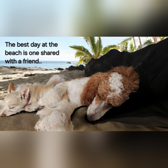 NWT PET SPIRIT DRESS SIZE M - Picture 6 of 6